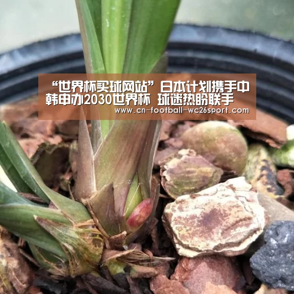 “世界杯买球网站”日本计划携手中韩申办2030世界杯 球迷热盼联手(图1) 世界杯买球网站